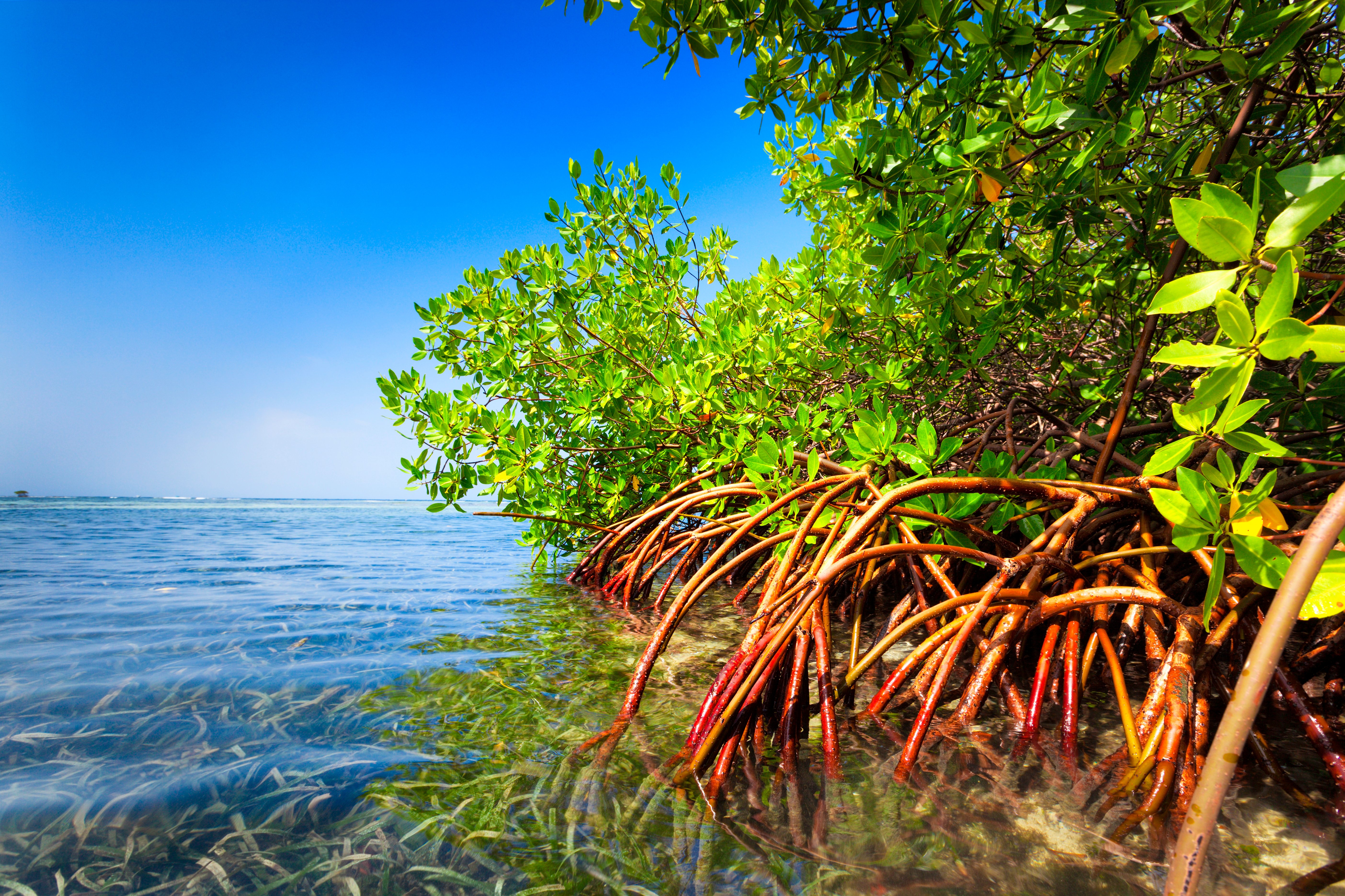 Mangrove forest in a Tropical island